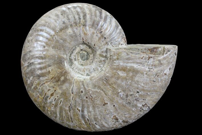 Silver Iridescent Ammonite - Madagascar #77114